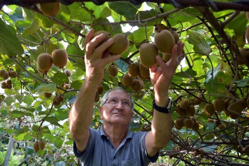 Kivi üreticileri hasada hazırlanıyor
