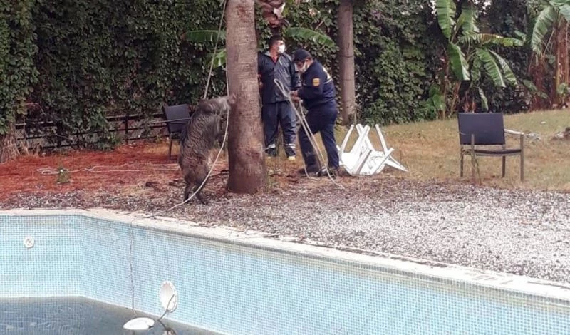 Turistler gitti, havuzlar domuzlara kaldı
