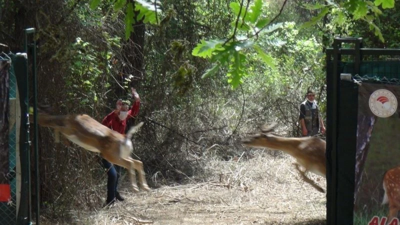 Antalya’da 2 dişi  alageyik doğaya bırakıldı
