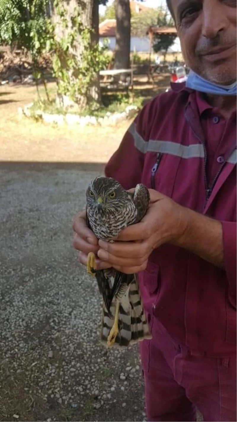 Denizli’de bir şahin, kuş avlamak isterken canından oluyordu

