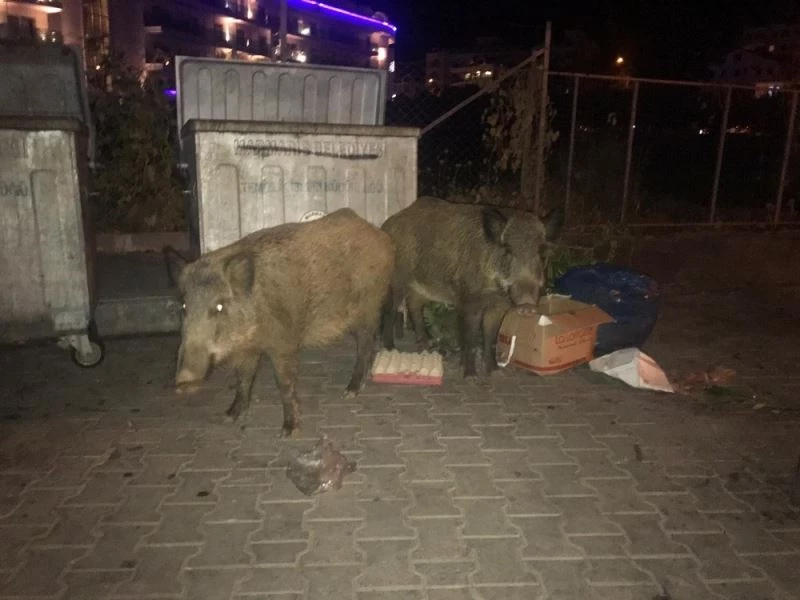 Yaban Domuzları plajda yiyecek arıyor
