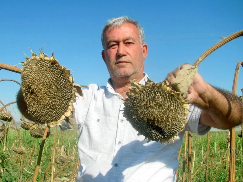 Güneydoğu’nun tahıl ambarında ayçiçeği çekirdeği sevinci
