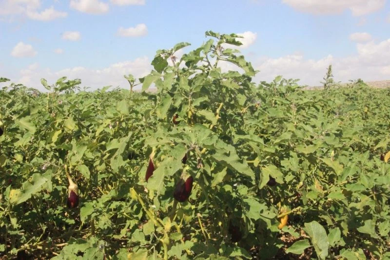 Patlıcan tarlada 50 kuruşa düştü
