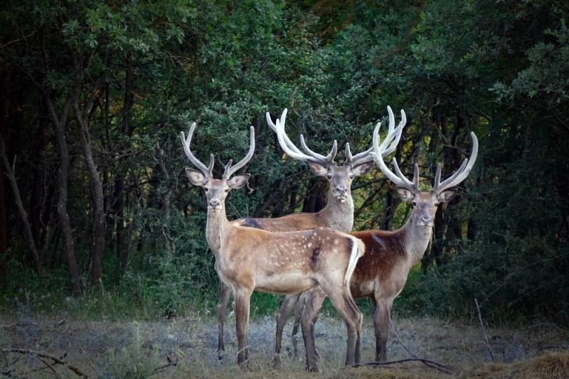 Hayvanları Koruma Günü’nde 230 STK’dan ortak çağrı: 