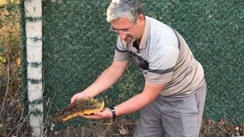 Çürümüş ağaç gövdesini arı kovanına çevirdiler
