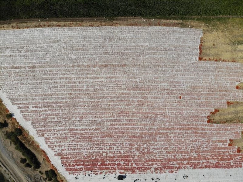 Diyarbakır’dan İtalya’ya uzanan lezzet: Kurutulmuş domates
