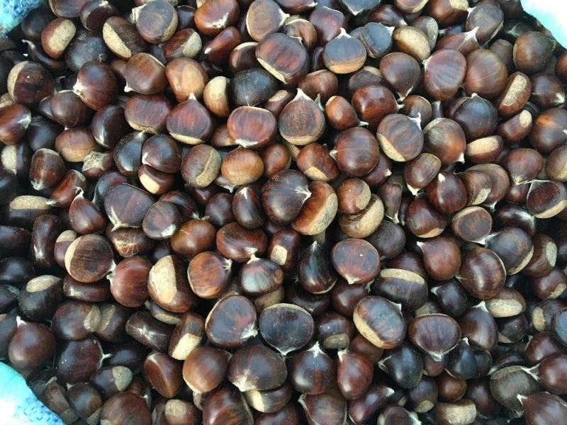 Bartın kestanesi pazardaki yerini aldı
