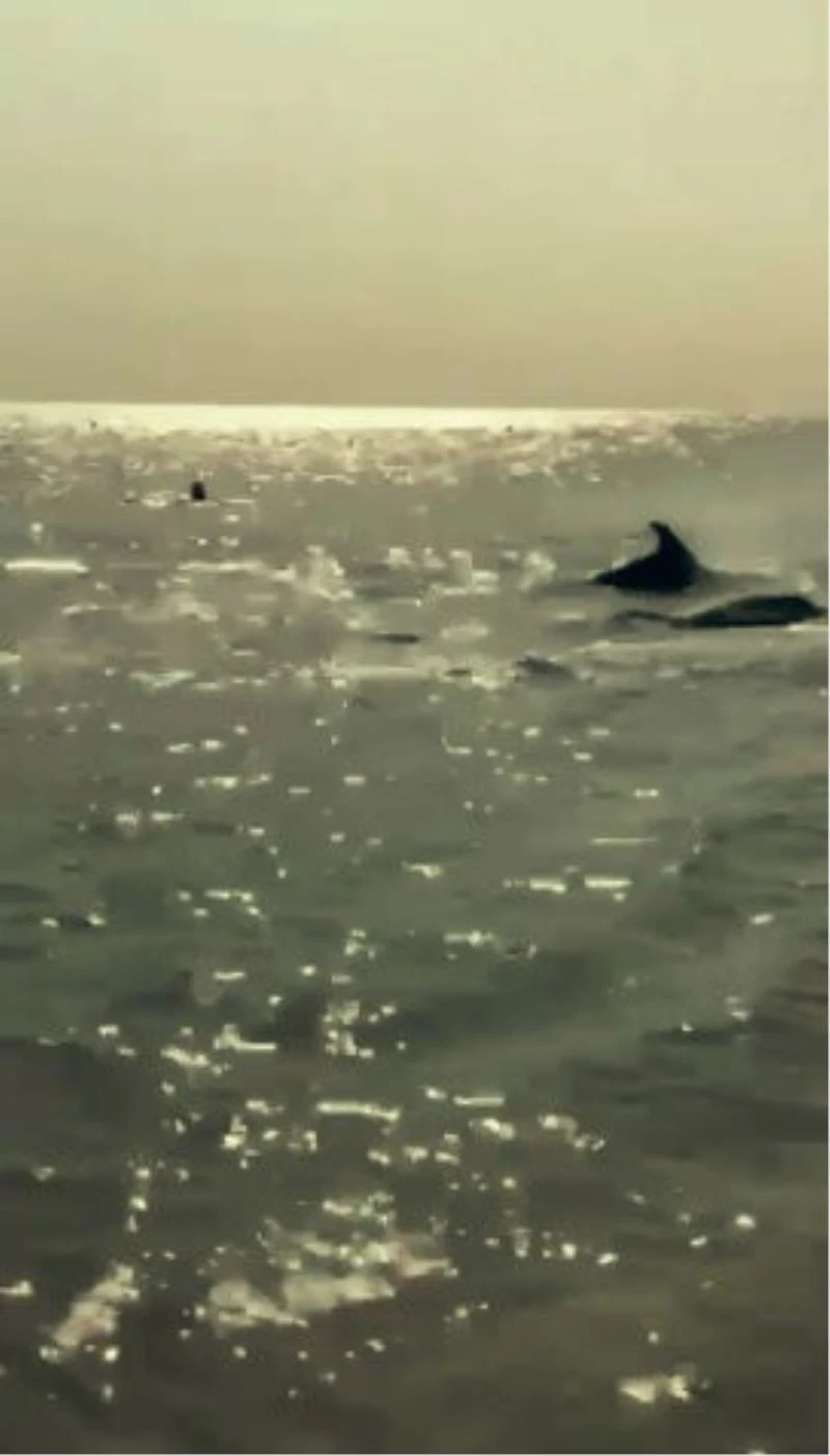 Sahile kadar gelen yunuslar turistlerle birlikte yüzdü
