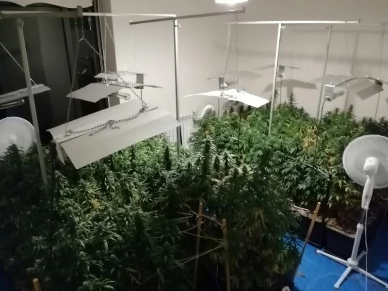 Uyuşturucu yetiştirmek için evi laboratuvara çevirmiş
