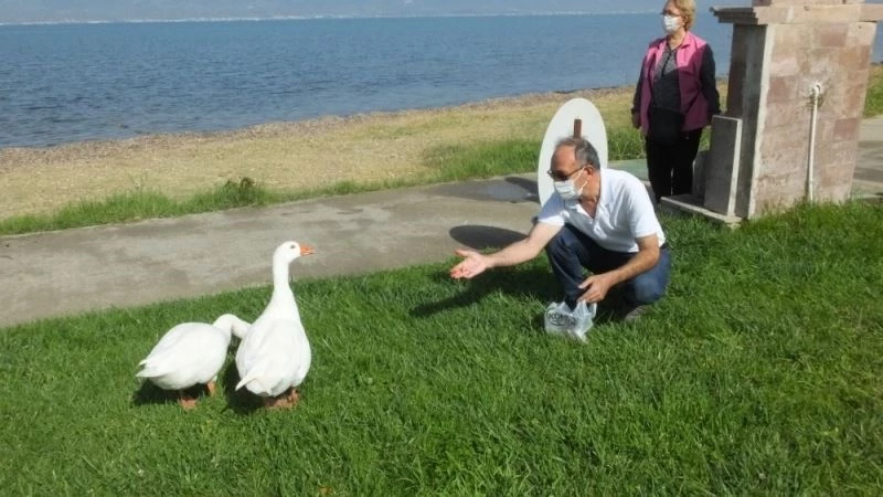 Burhaniye’de sahipsiz kazlar mahallenin maskotu oldu
