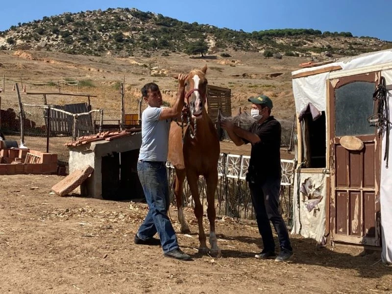 Erdek’te eşek, katır ve atlara kimlik
