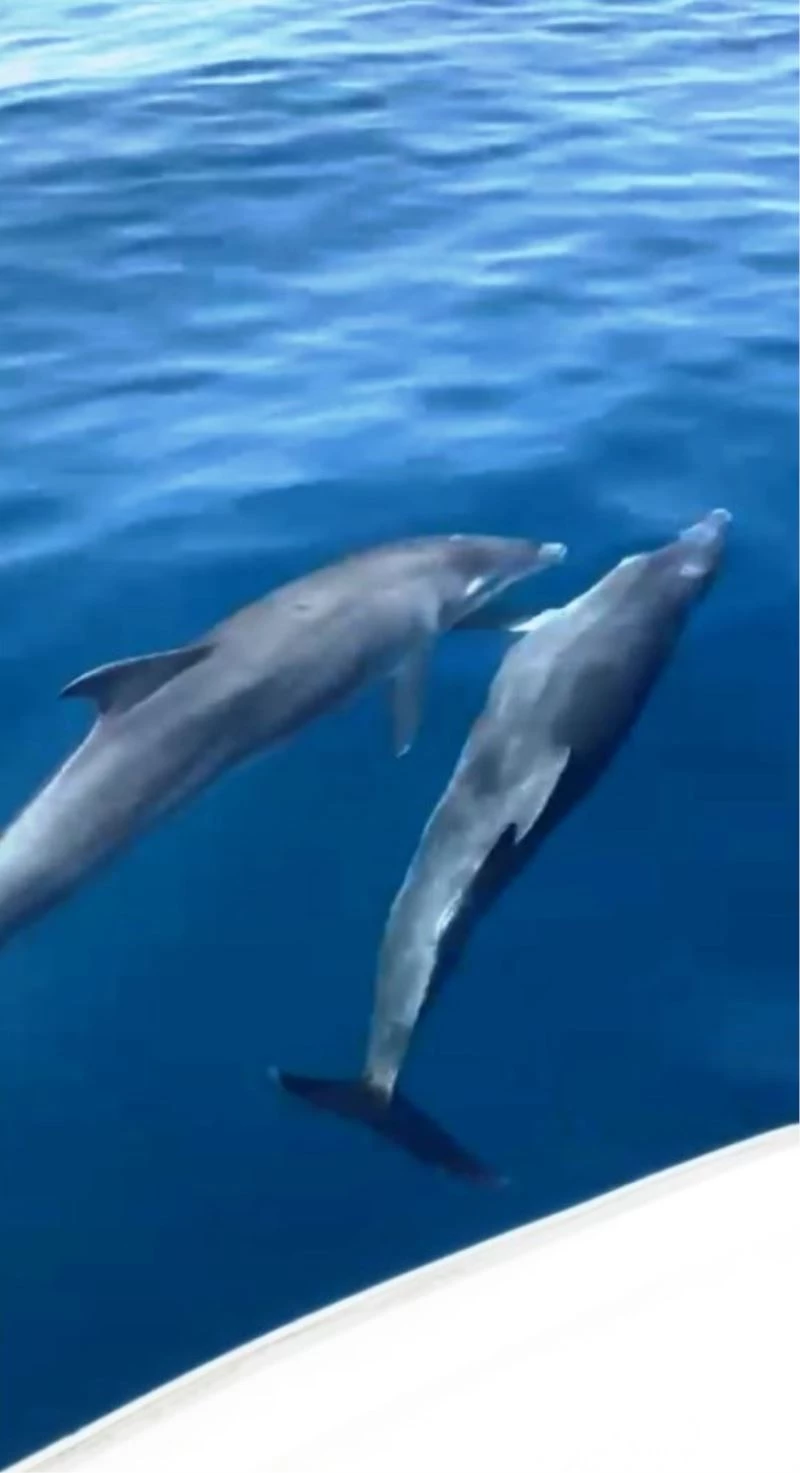 Bir taraftan yunuslar, bir taraftan fok balıkları şov yaptı
