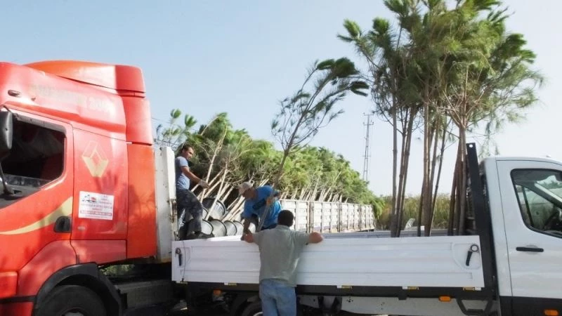 Burhaniye fıstıkçamı üretim merkezi oldu
