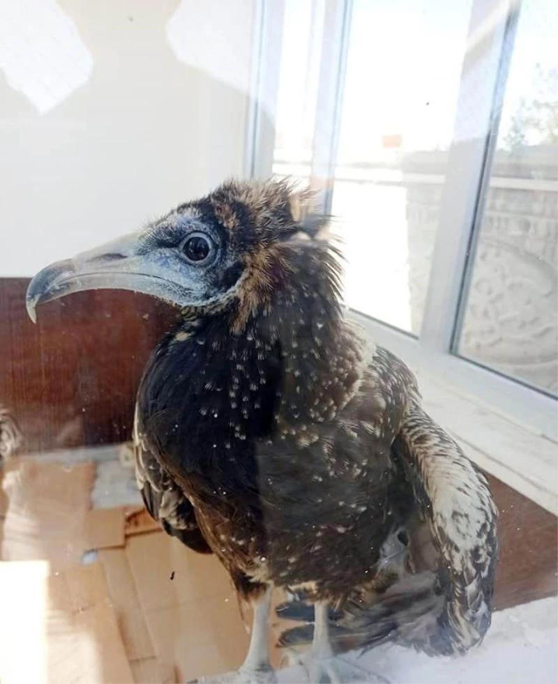 Nesli tehlike altındaki yaralı mısır akbabası tedavi altına alındı
