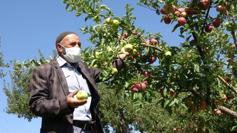 Bahçede yer tasarrufu sağladı: 2 tür elma aynı dalda
