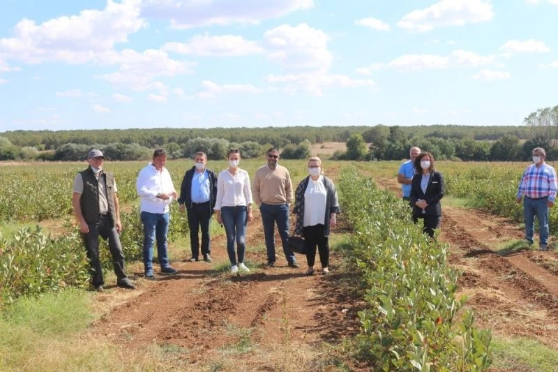 Süper meyve Aronia yaygınlaşıyor

