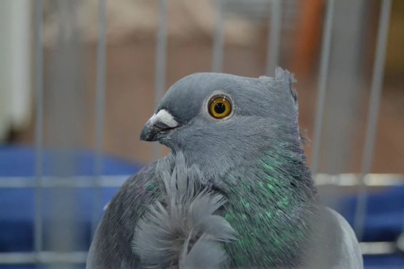 Manisa’nın asırlık güvercini 