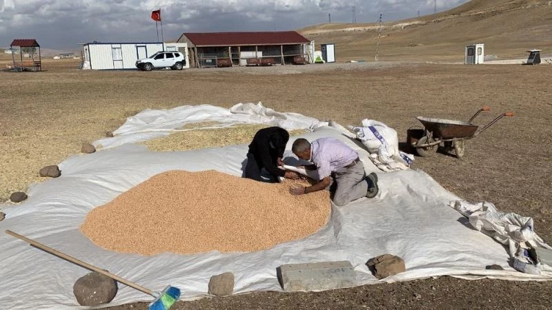 Proje kapsamında ekilen nohut ve fasulyenin hasadı tamamlandı
