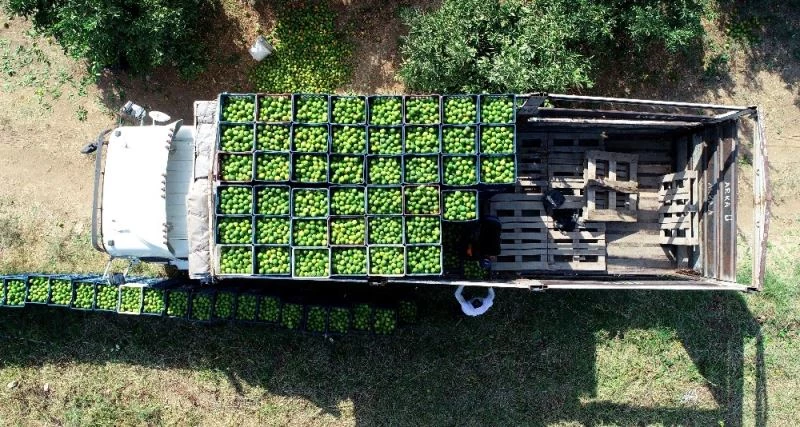 İhracatlık mandalinada buruk hasat
