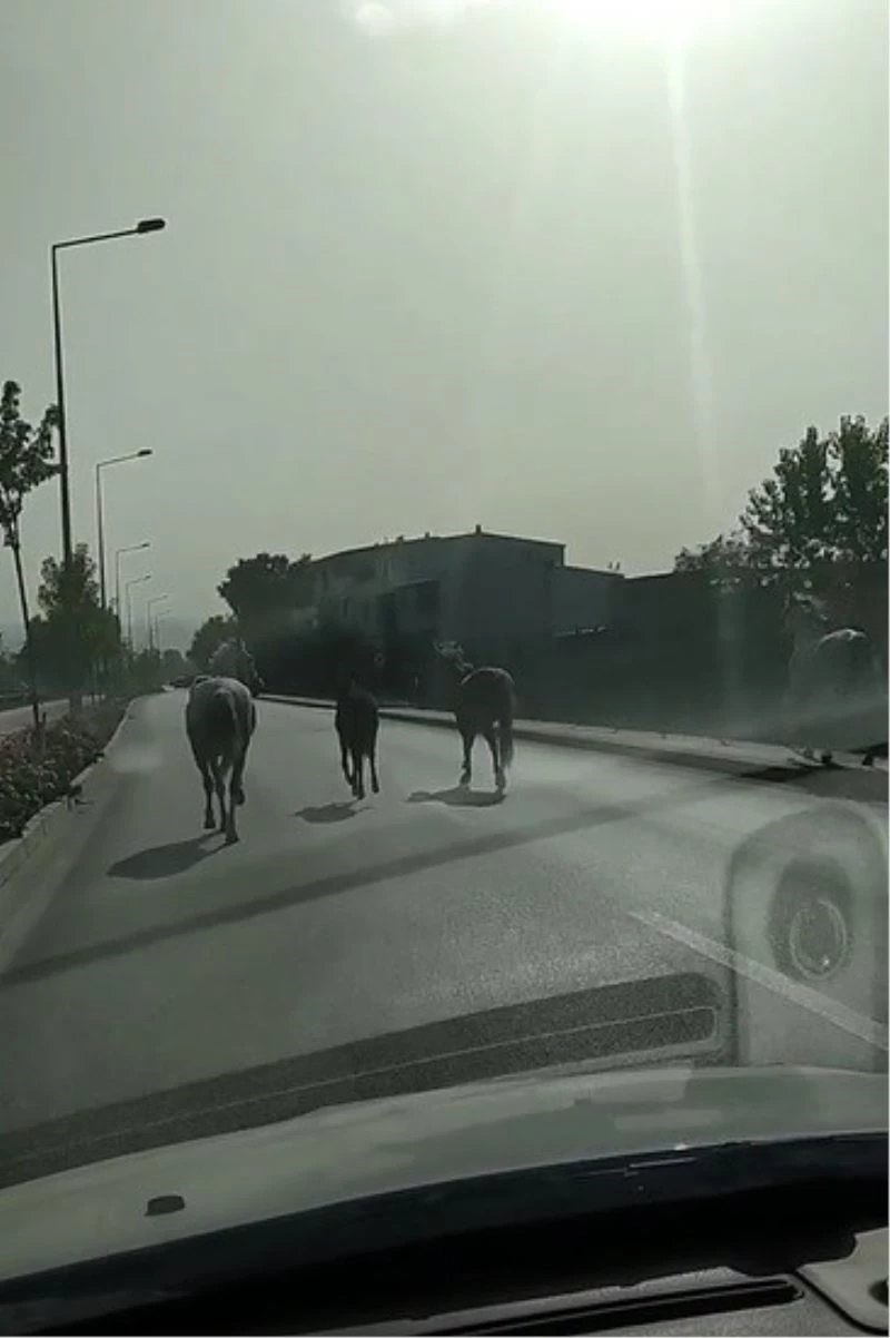 Veliefendi değil Bursa caddeleri
