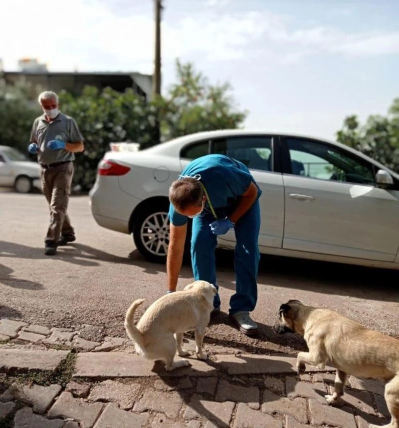 Sokak köpeklerine sosisli ilaçlama
