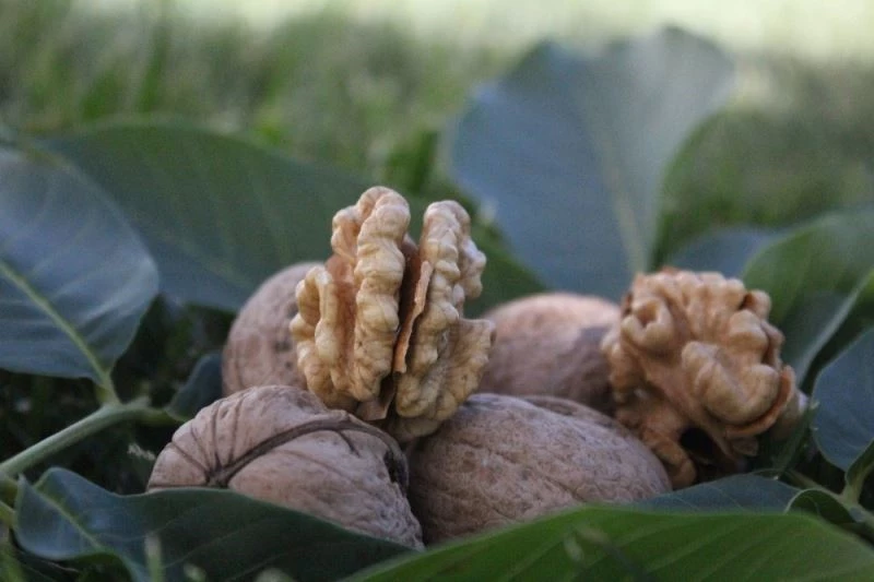Cevizin anavatanında hasat dönemi başladı
