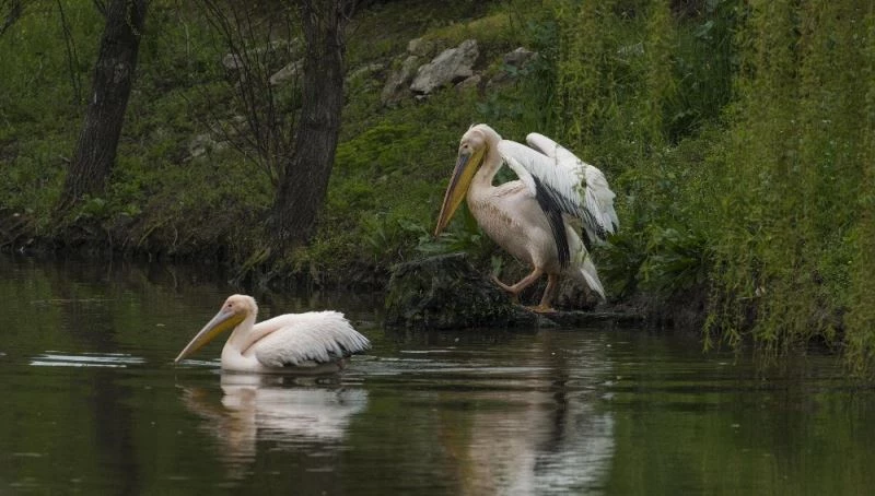 Haydut’tan sevindirici haber
