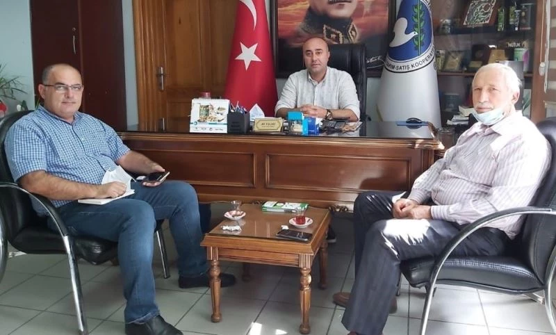 Kuraklık zeytinde rekolteyi etkiledi
