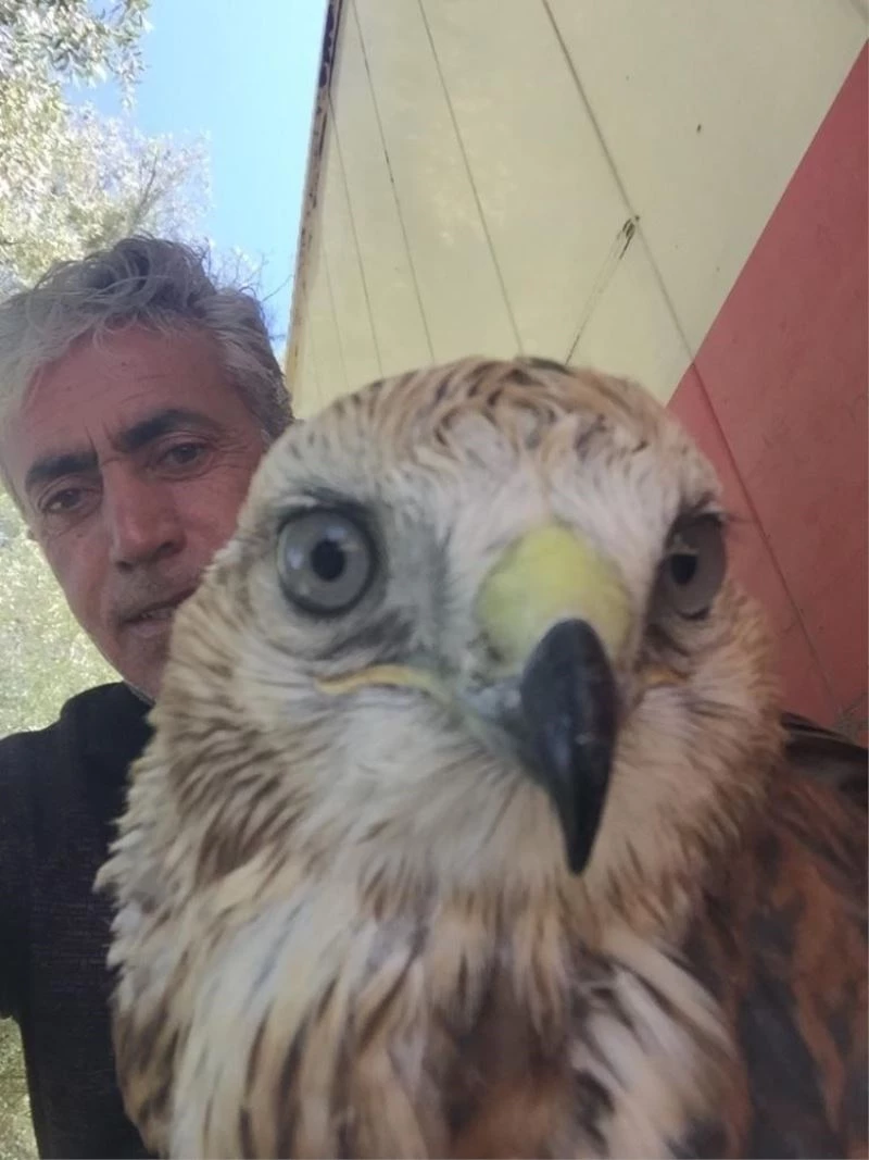 (Özel) Yabani kızıl şahinleri elleriyle besliyor
