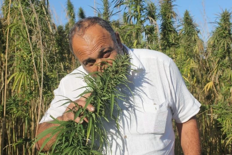 Yerli ve milli kenevirler hasada hazır: Bu kenevirlerden ’esrar’ yapılamayacak
