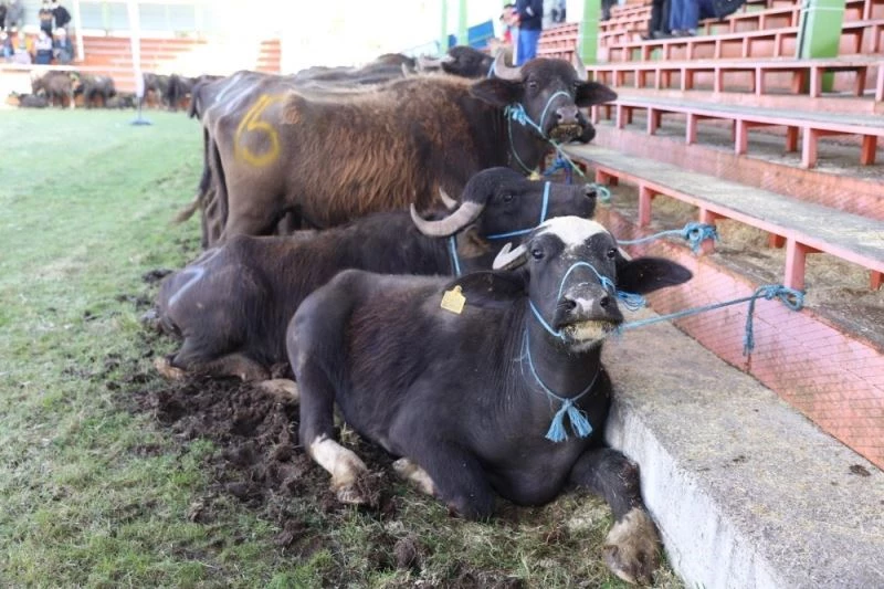 Ordu’da mandacılık canlandırılıyor

