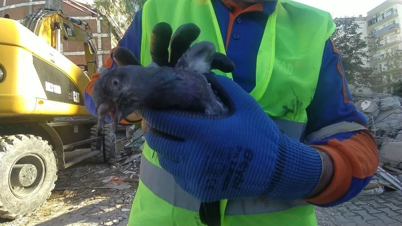 Depremzede güvercine ilk müdahale kurtarma ekibinden
