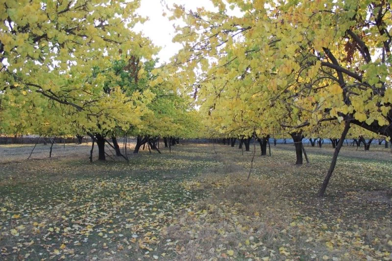Iğdır kayısı bahçelerinin sonbahar renkleri ihtişamıyla görenleri kendine hayran bırakıyor
