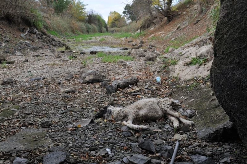 Suyu çekilen kanalda hayvan leşleri bulundu
