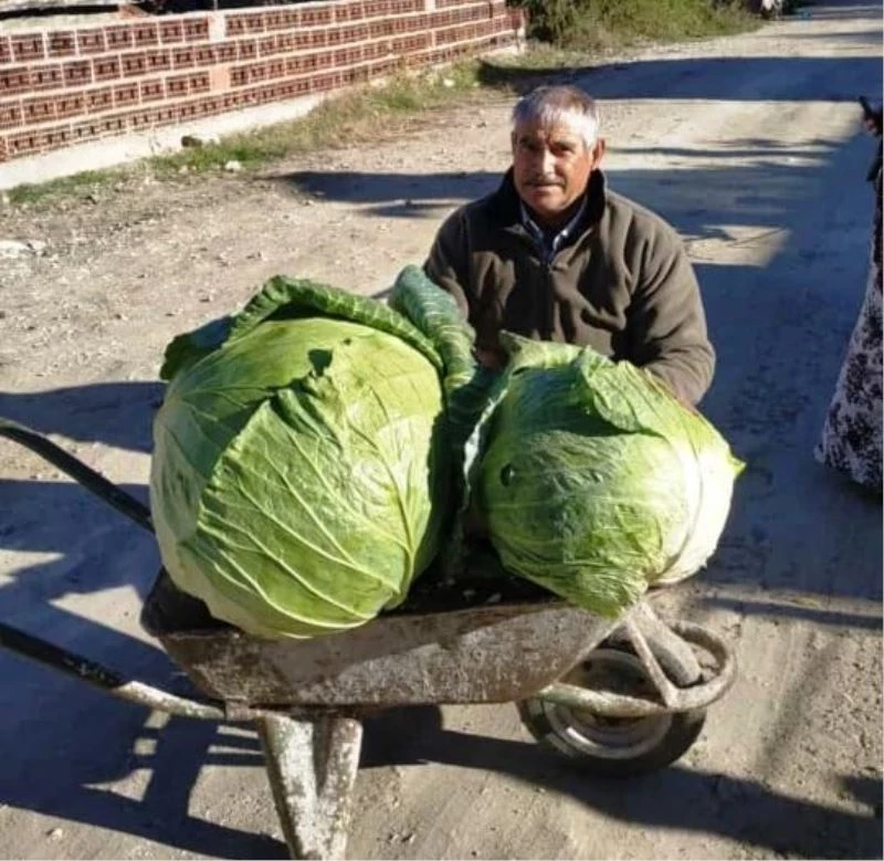 Keçi gübresiyle yetiştirilen devasa karpuz ve lahanalar şaşırttı
