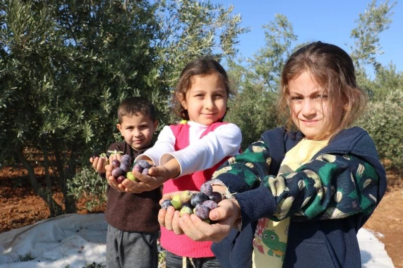 Kahramanmaraş’ta zeytinde 15 bin rekolte bekleniyor
