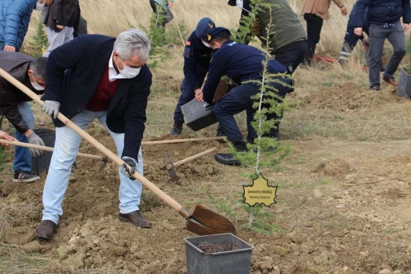 Dumlupınar’da 500 sedir ağacı toprakla buluştu
