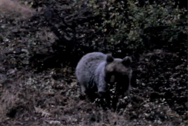 Kış uykusu öncesinde karnını doyuran ayı görüntülendi
