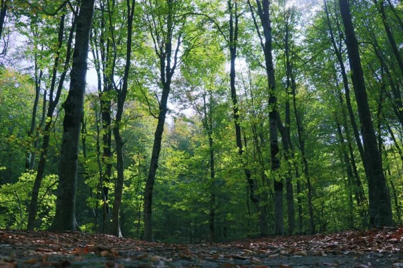 Dumanlı Yaylası hazan renklerine büründü