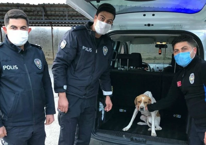 Köpeğe işkence görüntüleriyle ilgili 1 gözaltı
