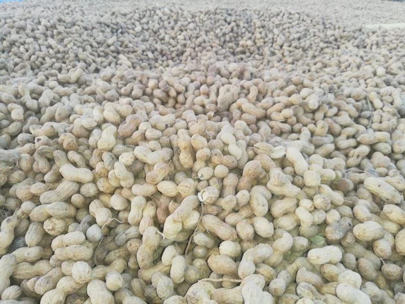 Deneme amaçlı ekilen fıstık, Çal toprağını sevdi
