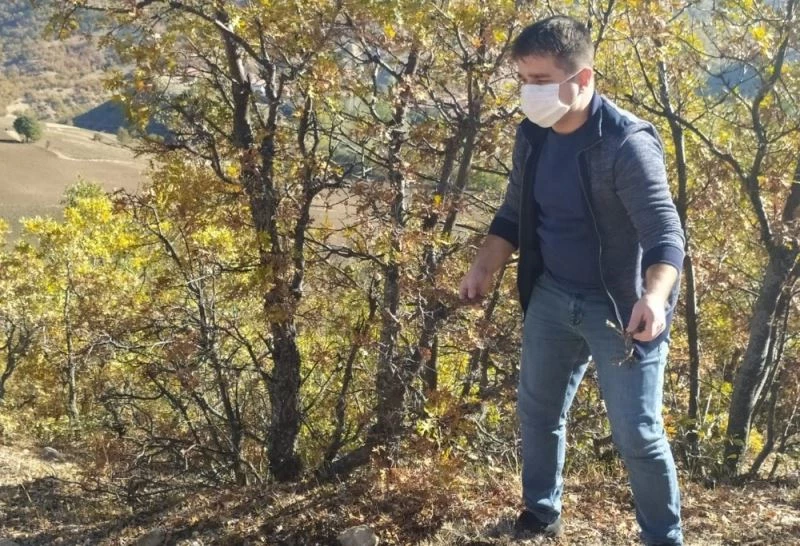 Sungurlu’da süne sürvey çalışmaları başladı
