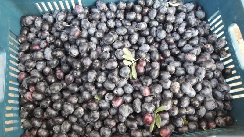 Balıkesir’de Gemlik zeytini çiftçinin yüzünü güldürdü
