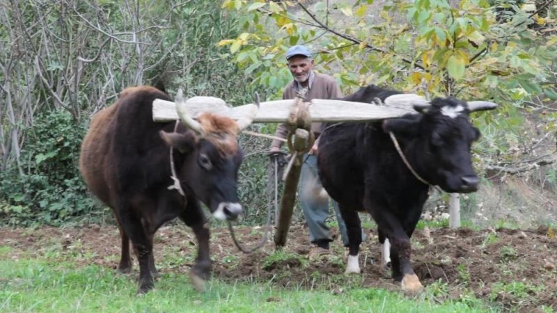 Teknolojinin giremediği arazilerde kara saban ve öküzler çiftçinin imdadına yetişiyor
