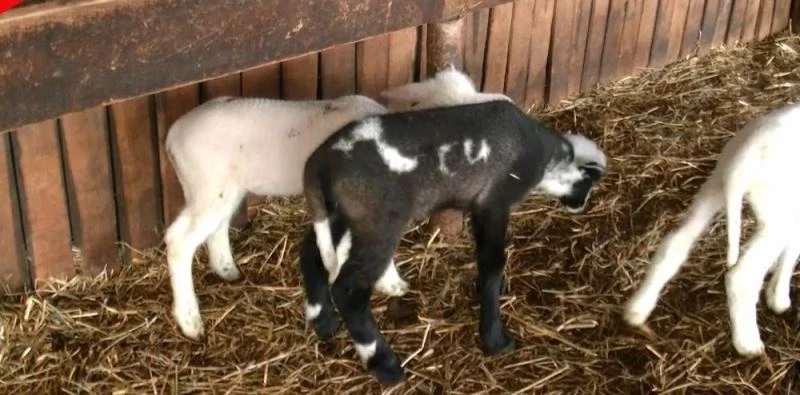 Bursa’daki kuzunun üzerindeki yazanlar görenleri şaşırtıyor
