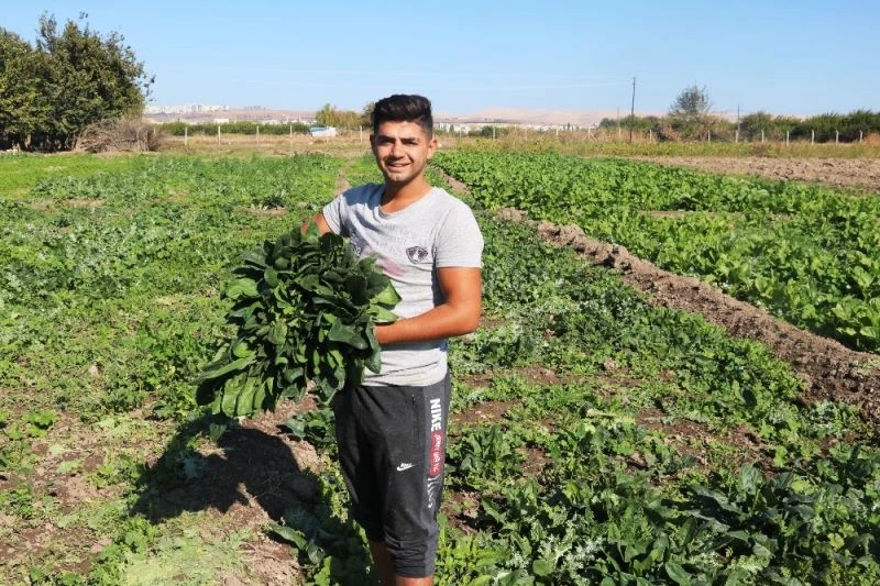 (Özel Haber) Şanlıurfa’da ıspanak hasadı başladı
