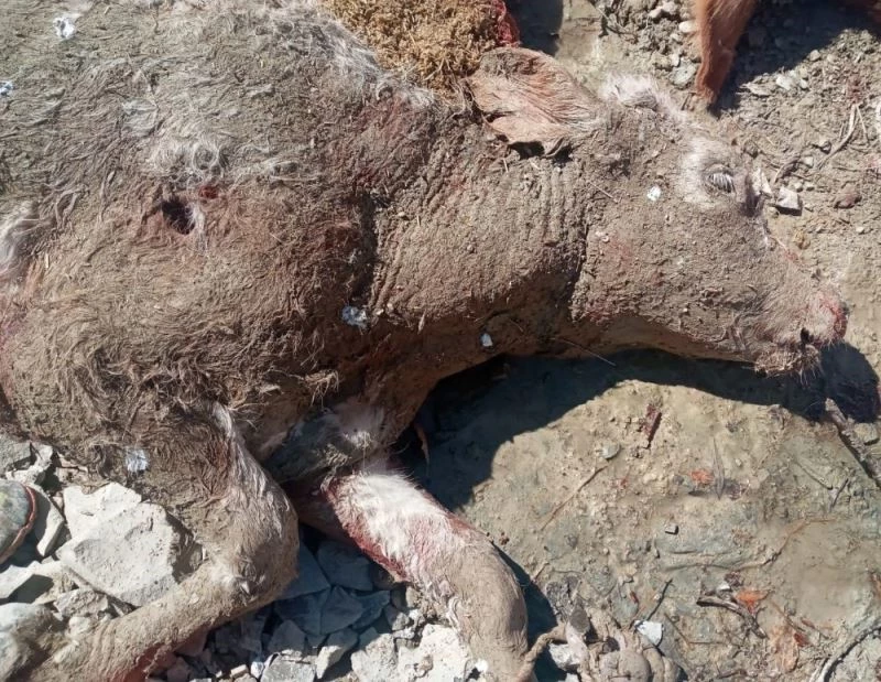 Tunceli’de ayılar bu kez de 4 danayı telef etti
