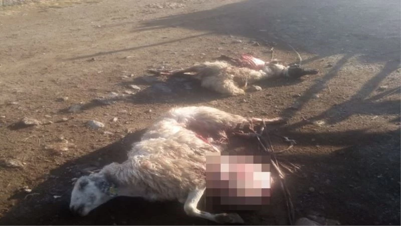 Ağıla giren köpekler 30 koyunu telef etti
