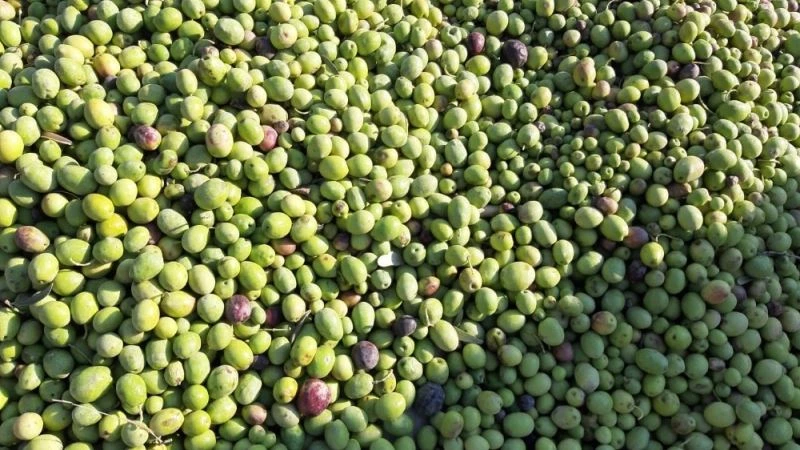 Ünü dünyaya yayılan Derik zeytininin hasadı başladı
