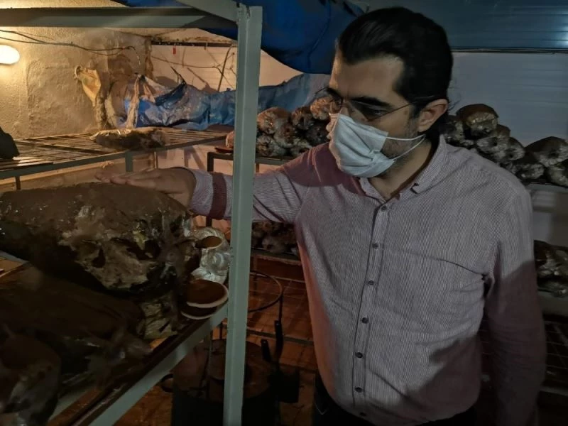 Yerli Reishi mantarı üretilerek satışa sunuldu

